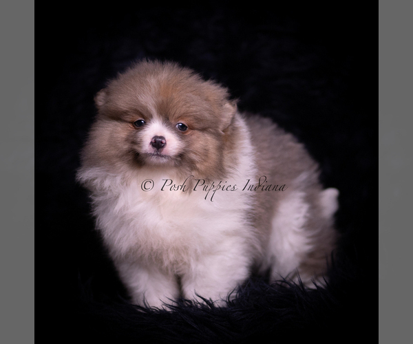 Medium Photo #120 Pomeranian Puppy For Sale in WARSAW, IN, USA