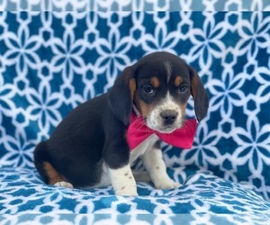 Beagle Puppy for sale in LAKELAND, FL, USA