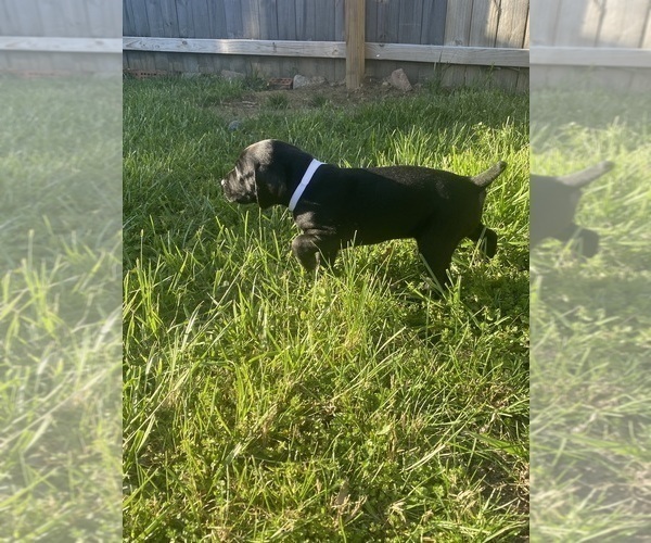 Medium Photo #8 German Shorthaired Pointer Puppy For Sale in FRANKLIN, KY, USA