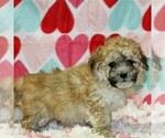 Small #2 Havanese