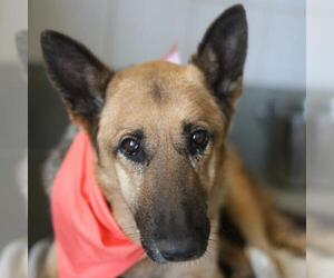 German Shepherd Dog-Unknown Mix Dogs for adoption in San Antonio, TX, USA