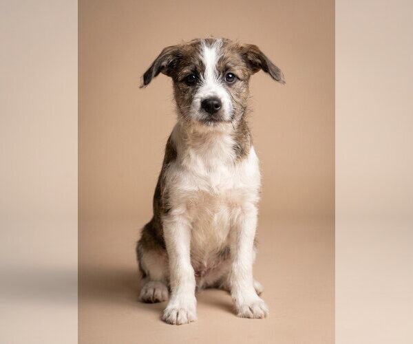 Medium Photo #1 Jack Russell Terrier-Unknown Mix Puppy For Sale in Vail, AZ, USA