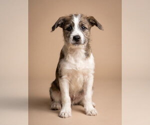 Jack Russell Terrier-Unknown Mix Dogs for adoption in Vail, AZ, USA