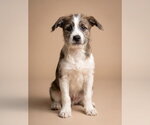Kovu - Male Jack Russell Terrier-Unknown Mix Dog for Adoption - Small photo