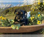Puppy Arlo Shorkie Tzu
