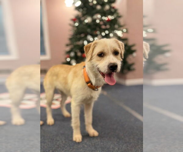 Medium Photo #2 Mutt Puppy For Sale in Gloversville, NY, USA