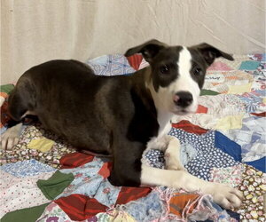 American Pit Bull Terrier-Unknown Mix Dogs for adoption in Wetumpka, AL, USA
