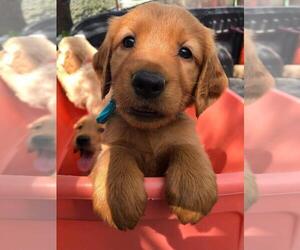 Golden Retriever Puppy for Sale in CHULA VISTA, California USA