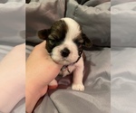 Small Shih Tzu