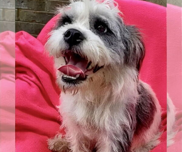 Medium Photo #3 Shih Tzu-Unknown Mix Puppy For Sale in Missouri City, TX, USA