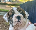 Small Bulldog