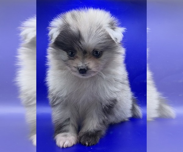Medium Photo #9 Pomeranian Puppy For Sale in PORTLAND, ME, USA