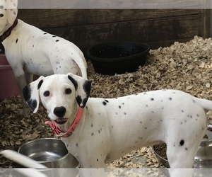 Dalmatian Puppy for sale in BROOKSVILLE, FL, USA