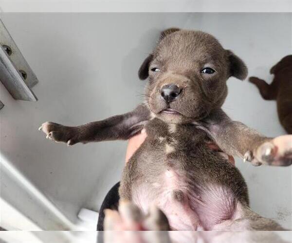 Medium Photo #1 Staffordshire Bull Terrier-Unknown Mix Puppy For Sale in Houston, TX, USA