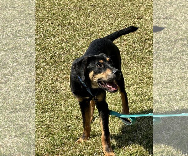 Medium Photo #2 Labrottie Puppy For Sale in Munford, TN, USA