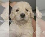 Small Photo #14 Goldendoodle Puppy For Sale in ATHENS, TN, USA