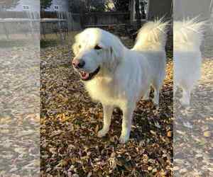 Maggie - Female Great Pyrenees Dog for Adoption - Photo #2