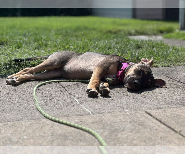 Medium Photo #11 American Pit Bull Terrier-Labrador Retriever Mix Puppy For Sale in Brewster, NY, USA