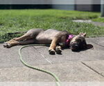 Small #10 American Pit Bull Terrier-Labrador Retriever Mix