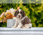 Puppy Scottie Cocker Spaniel