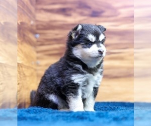 Pomsky Puppy for sale in TAMPICO, IL, USA