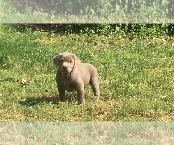 Medium Photo #8 Labrador Retriever Puppy For Sale in DEVINE, TX, USA