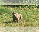 Small Photo #8 Labrador Retriever Puppy For Sale in DEVINE, TX, USA