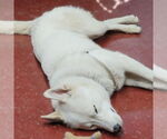 Small #12 Huskies  Mix