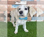 Small Maltese Mix