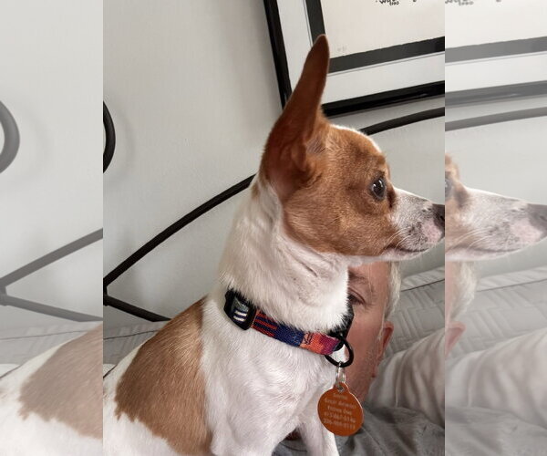 Medium Photo #5 Chihuahua Puppy For Sale in Bellevue, WA, USA