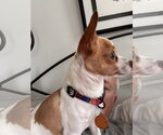 Small #4 Chihuahua