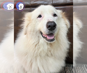 Great Pyrenees Dogs for adoption in Spring, TX, USA