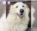 Small Great Pyrenees