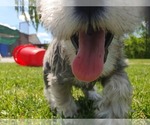 Small #9 Schnauzer (Miniature)