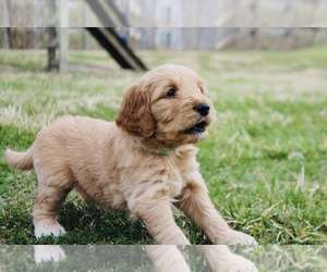 Goldendoodle Puppy for sale in TAYLORVILLE, IL, USA