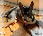 Small Photo #7 Miniature Pinscher-Unknown Mix Puppy For Sale in Washington, DC, USA
