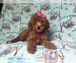 Small #1 Goldendoodle (Miniature)