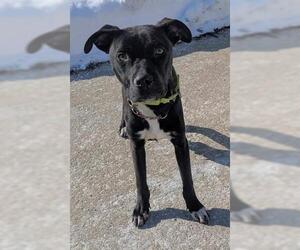 Mutt Dogs for adoption in Akron, OH, USA