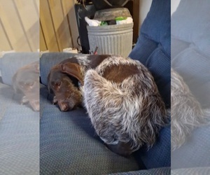 German Wirehaired Pointer-Unknown Mix Dogs for adoption in Grafton, WI, USA