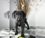 Small #4 Labrador Retriever