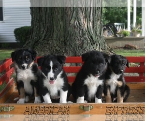 Border-Aussie Puppy for sale in MILLERSBURG, OH, USA