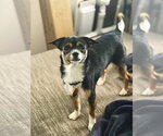 Small #2 Chihuahua