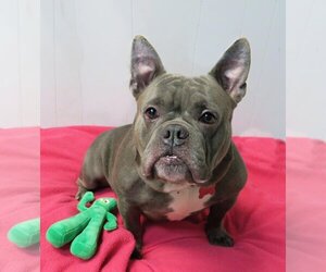 French Bulldog-Unknown Mix Dogs for adoption in Spring Lake, NJ, USA