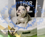 Puppy Thor French Bulldog