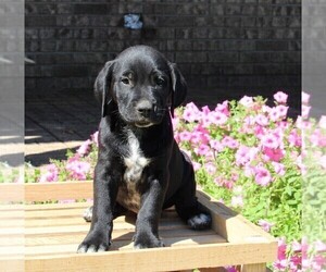 Dalmatian-English Cream Golden Retriever Mix Puppy for sale in FREDERICKSBURG, OH, USA