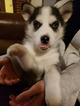 Small Photo #1 Siberian Husky Puppy For Sale in CENTERBURG, OH, USA