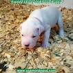 Small Photo #235 Dogo Argentino Puppy For Sale in PINEVILLE, MO, USA