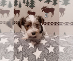 3 Parti Biewer - Female Biewer Yorkie Puppy for Sale - Photo #6