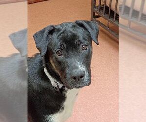 Alaskan Malamute-Boxer Mix Dogs for adoption in Center Township, PA, USA