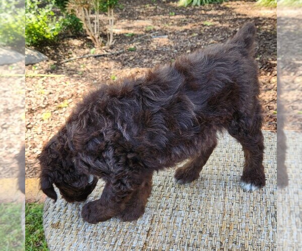 Medium Photo #10 F2 Aussiedoodle Puppy For Sale in COLUMBIA, TN, USA